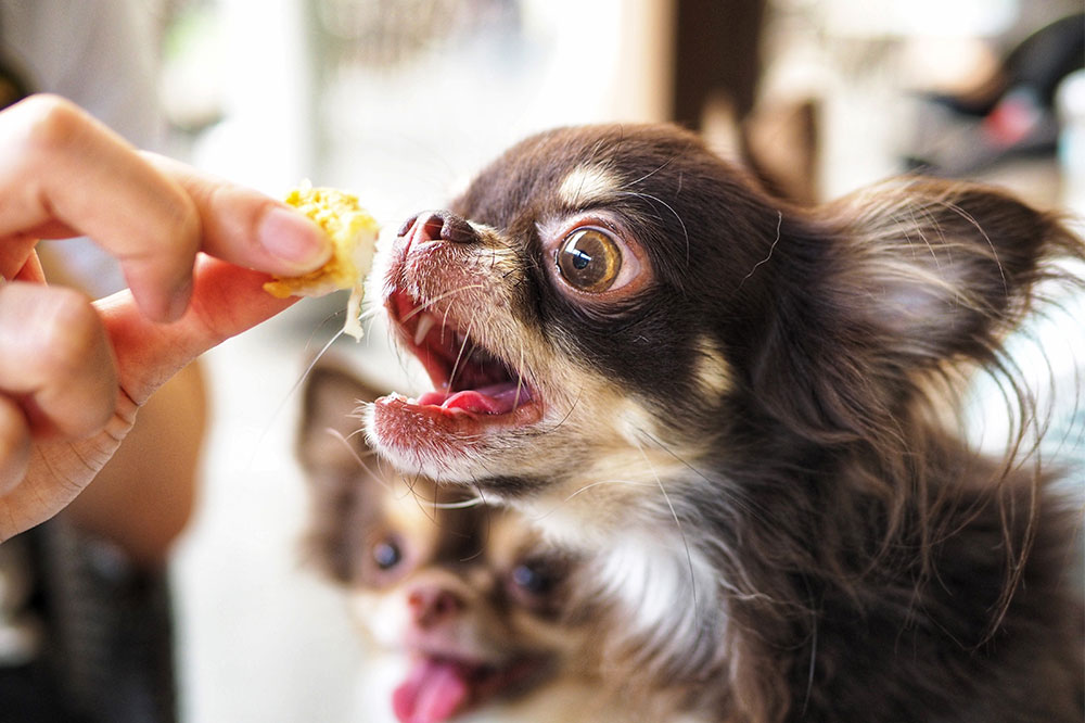 Top 5 Dog Foods for Sensitive Stomachs