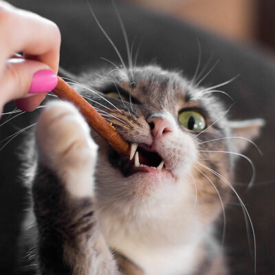 Top Ingredients for Healthy Cat Treats