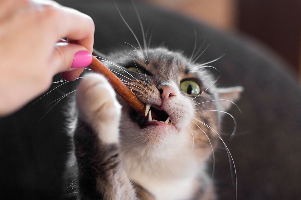 Top Ingredients for Healthy Cat Treats