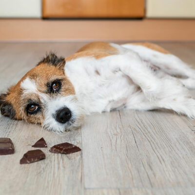 5 Human Foods That Cause Toxicity in Dogs