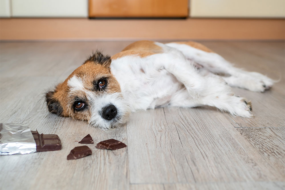 5 Human Foods That Cause Toxicity in Dogs