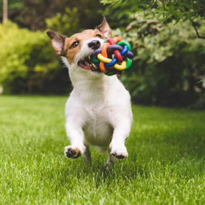 5 Popular Pet Toys