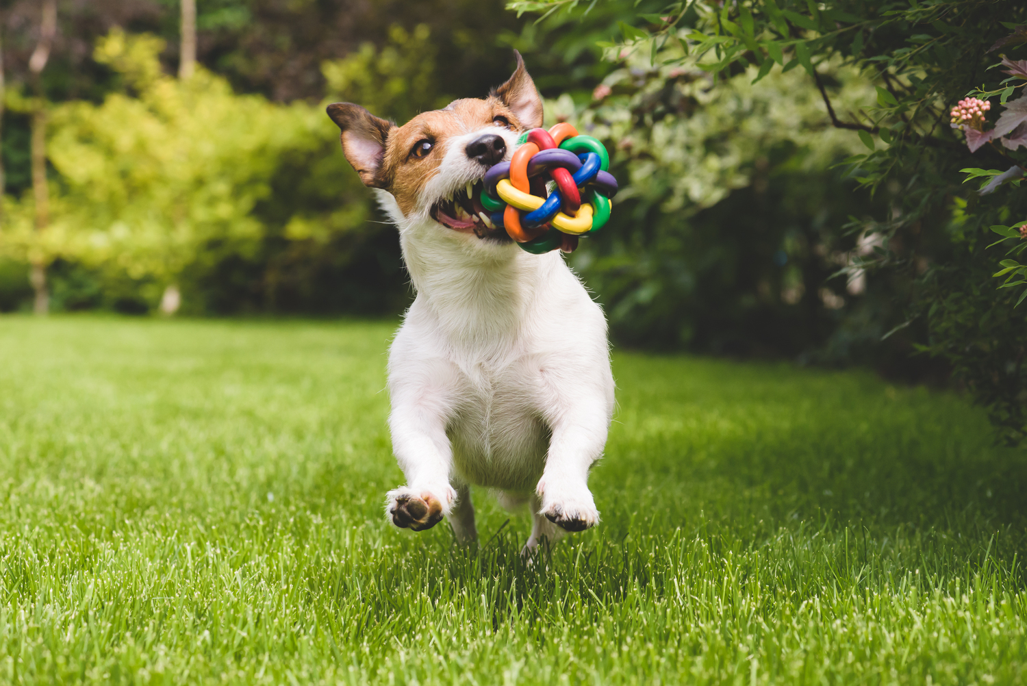 5 Popular Pet Toys