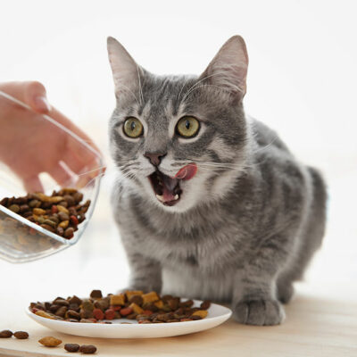 6 Tips to Ensure Optimal Nutrition for Cats