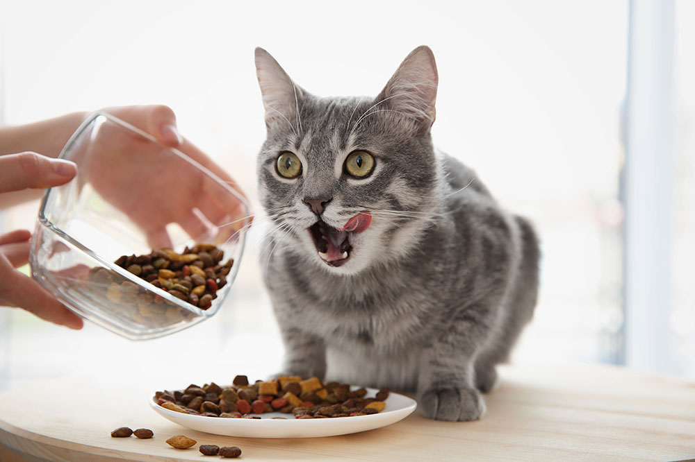 6 Tips to Ensure Optimal Nutrition for Cats